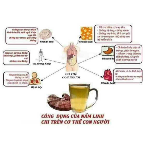 Tra Linh Chi GinGins4