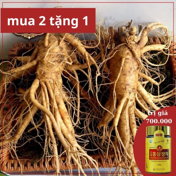 Sâm Tươi Hàn Quốc 6 Năm Tuổi