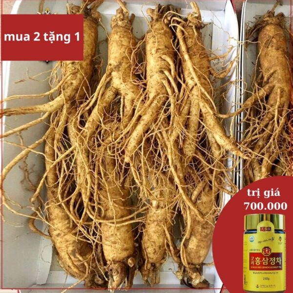Sâm Tươi Hàn Quốc 6 Năm Tuổi