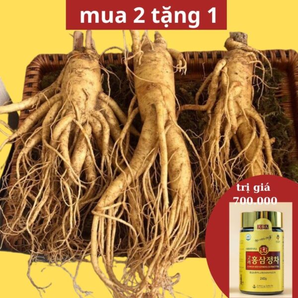 Sâm Tươi Hàn Quốc 6 Năm Tuổi